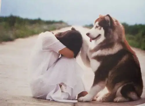 从对称加密到非对称加密再到认证中心https的证书申请