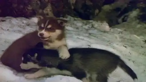 德牧误闯深山,与母狼生下一窝狼崽,长相酷似哈士奇