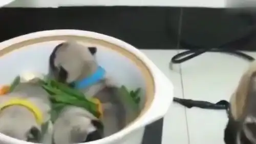 铲屎官假装把小奶狗放锅里炖,狗妈妈发现后冲铲屎官大叫,这表情像是要吃人