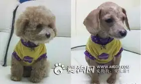 嘻哈小宠搞笑你有木有有木有