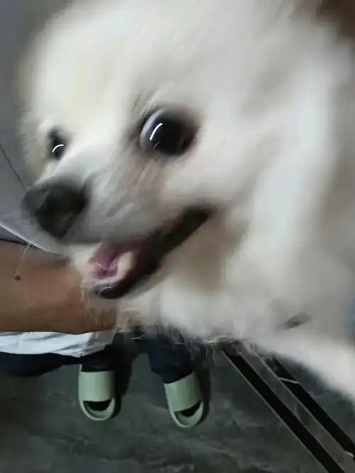 主人抱起大狗狗后,发现毛孩子的表情一下子变得奇怪起来主人你怎么这样对我