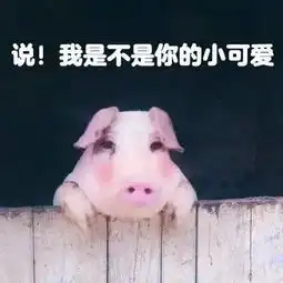 猪猪表情包