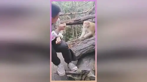 敢扇猴子耳光,你是第一人