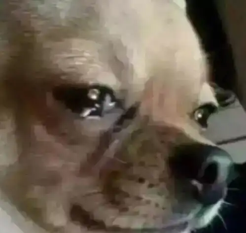 不小心弄断女友40支口红,该怎么补救评论笑到窒息