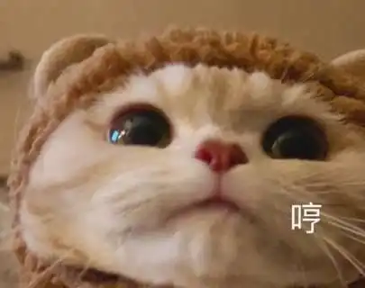 万万没想到,猫咪生气是这样的,别惹它