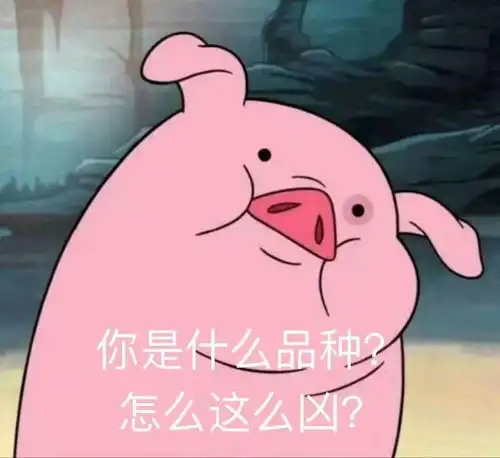 求原谅表情包搞笑图片猪