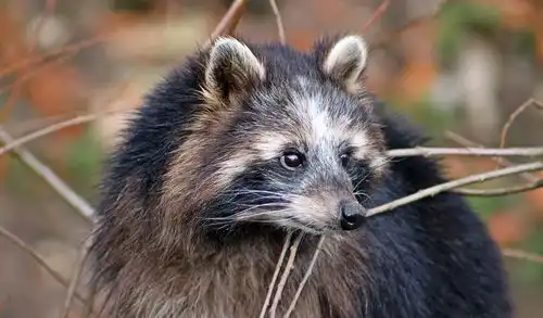 这些小动物表情太萌了,你能看出来最后一图是哭还是笑的吗
