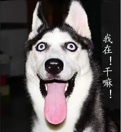 每日萌宠哈士奇表情包来袭