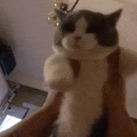 拿来吧你丨第172期喵表情