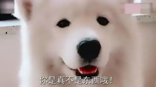 偷吃苹果被主人训斥,萨摩耶委屈得不行,这表情太搞笑了