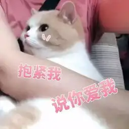 猫咪表情包我脸搁这了,就看你亲不亲