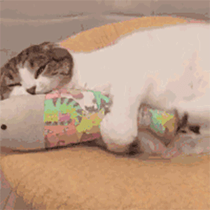 表情包等你回复我消息