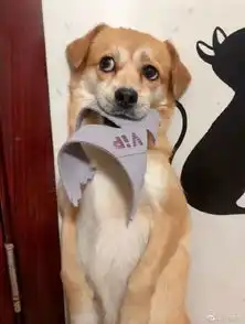 以其狗之道还治其狗之身