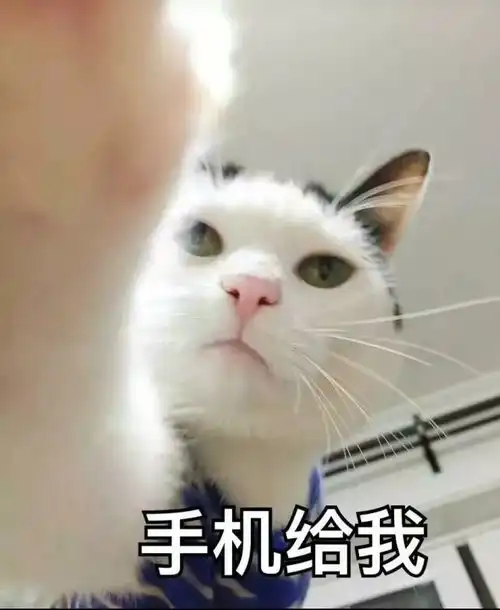 大家有没有一只心心念念希望知道的小猫的名字