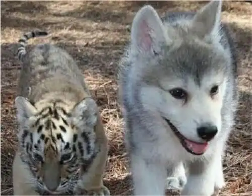 主人把二哈和老虎放在一起养,孰不知,白痴竟然是一种传染病