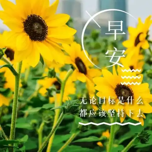 唯美走心的早安动态祝福图片最美的早上好动态表情包