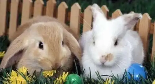 2021年,生肖鸡生肖兔生肖鼠运势畅通,摆脱霉运,事业创新高