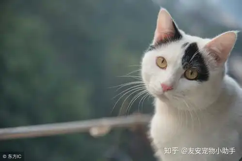 猫咪的心你懂吗