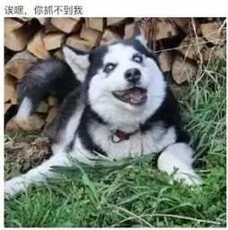 哈士奇微博表情包表情包