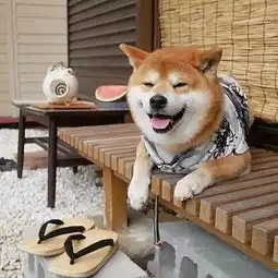 网红小胖妞表情包爱犬