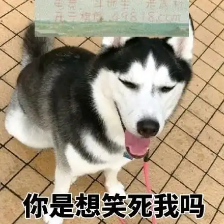 哈士奇柴犬搞笑表情包凝