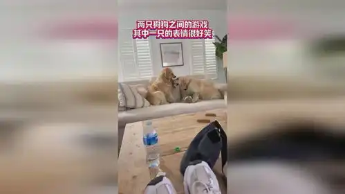 两只狗狗之间的游戏,其中一只的表情很好笑