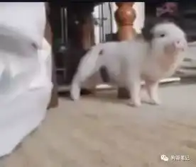 主人放了一曲嗨歌,平常家里安静小猪坐不住了