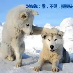 摸摸头不哭表情包下载摸摸头不哭表情包合集木子学院