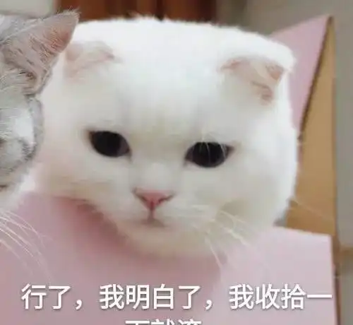 猫咪那些让人窒息的操作这么可爱,怎么能做这些事呢
