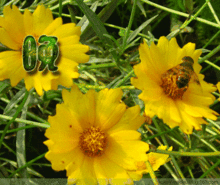 晚上好的动态图片问候语晚安动态表情图片