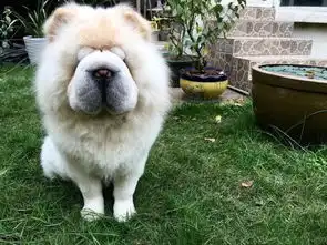 一只面无表情的松狮,结果网友热心的给加了两笔