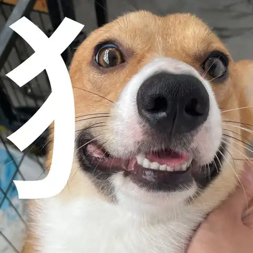 狗柯基表情包布丁