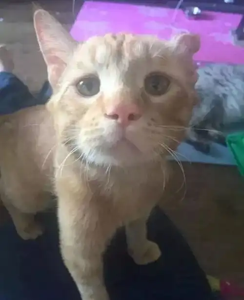 流浪橘猫脊椎断裂,准备安乐死时,悲伤表情打动工作人员被收养