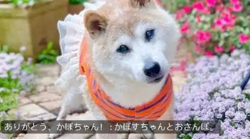 经典表情包doge原型小狗kabosu去世