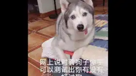 这哈士奇怎么有点像一个表情,真是太沙雕了