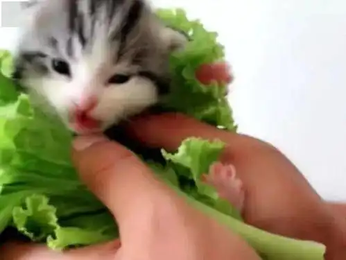 主人把小猫包进生菜,假装要放到嘴里吃掉,猫妈妈被吓出表情包