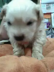 十几天的金毛和土狗串,生了六个崽怎么看出是有金毛血统的土狗是母的
