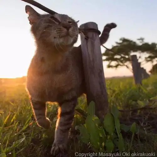猫事打滚撒娇伸懒腰,这个摄影师拍街猫每张都能做成表情包