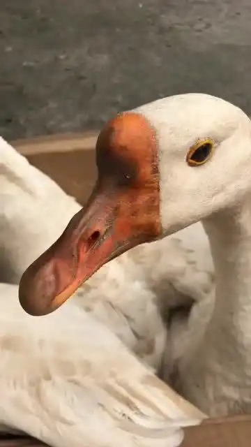 我家的大白鹅听话是一绝,看到这一幕,网友铁锅已准备