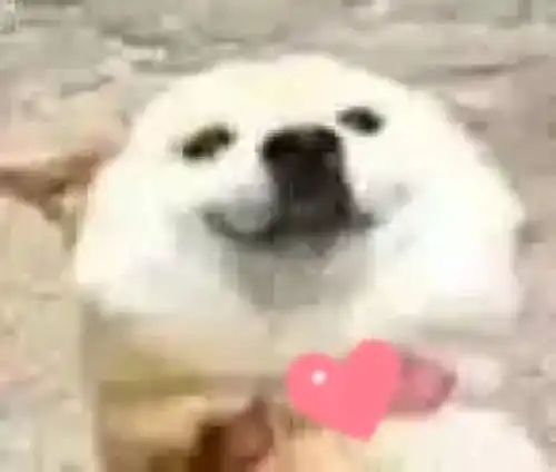 这是什么沙雕狗狗,下凡历劫的吗怎么这么能睡