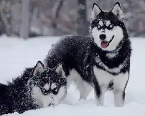 长的最像狼的八种狗,哈士奇也就算了,第七种是被狼群开除的吧
