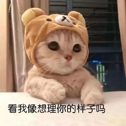 表情包单身和上网课,你选一个吧