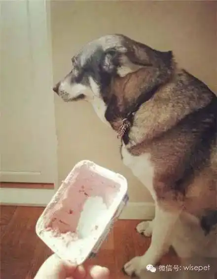 狗的情绪系列三嫉妒负罪