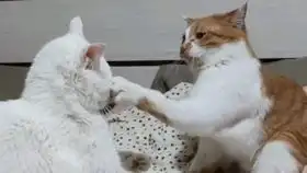 猫猫打架小拳拳捶你胸口
