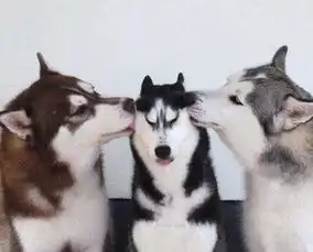 每日轻松一刻8月18日狗生巅峰二哈竟娶母狼为妻