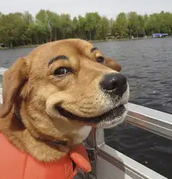 国外网友为狗狗画眉画面太美引爆笑