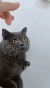 看到主人拔下猫毛,猫咪竟露出这表情,网友智商下限被刷新