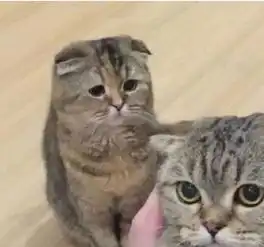 氪金玩家的胜利