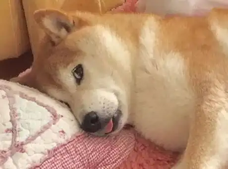 ta才是汪界表情包鼻祖,不服也得服