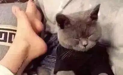 主人强行给大蓝猫洗澡,大蓝猫洗完后闷闷不乐,表情把主人吓哭